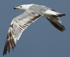 Larus armenicus